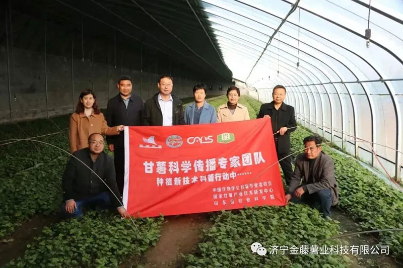 3月15日山東省農(nóng)業(yè)科學(xué)院副院長(zhǎng)張立明院長(zhǎng)，濟(jì)寧市農(nóng)科院國(guó)家甘薯體系專家黃成星主任到金藤公司指導(dǎo)生產(chǎn)