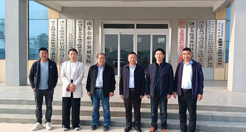 甘薯專委會(huì)組織甘薯苗期調(diào)研，制定苗期管理意見